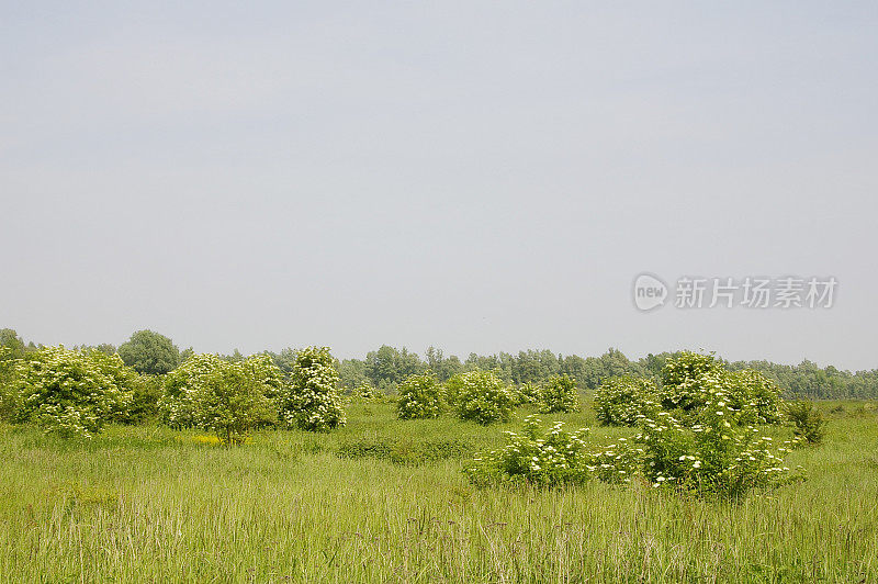 普通接骨木(Sambucus nigra)开花的景观